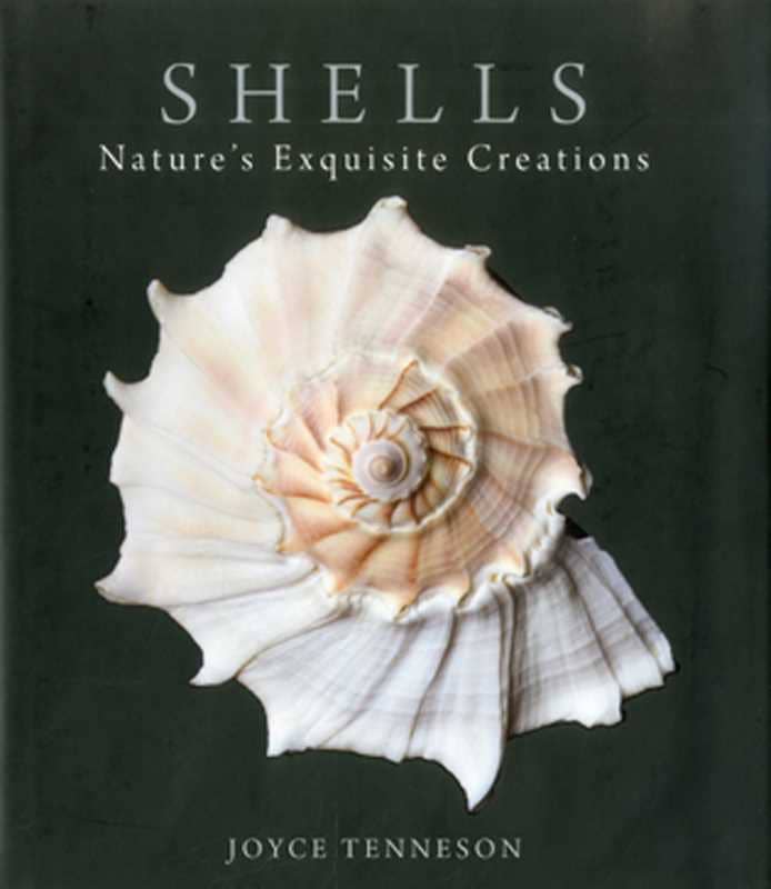 Shells by Joyce Tenneson